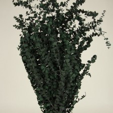 36" BABY EUCALYPTUS 1LB