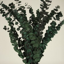 36" EUCALYPTUS 1LB BLUE/GRN