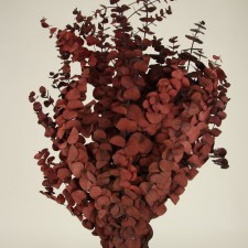 36" EUCALYPTUS RED
