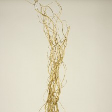 36-48" CURLY WILLOW GOLD