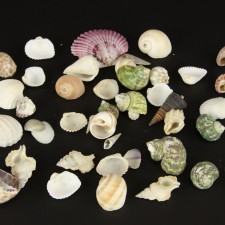 SHELLS SMALL MIX 1/2 LB