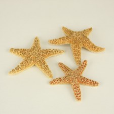 STAR FISH 4" TO 6" X 3PCS