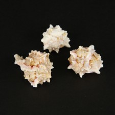 2-3" PINK MUREX 3/PKG