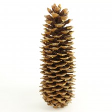 14"X5"SUGAR CONE NATURAL