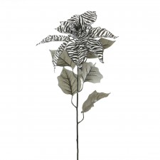 30"SINGL.ZEBRA POINSETTIA A4