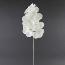 36"PHALAENOPSIS SPRY WHT A4