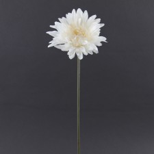 SINGLE GERBERA WHITE A4
