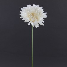 SINGLE GERBERA W/PEARL A4