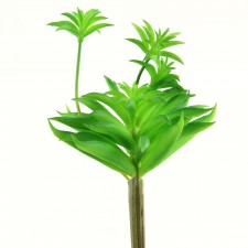 6" SUCCULENT GREEN
