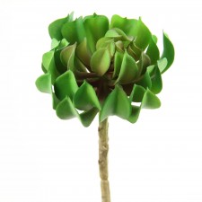 6.5"SUCCULENT GREEN/BURG