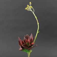 16"SUCCULENT BURGUNDY A4