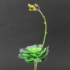 16"SUCCULENT GRN/BURG A4