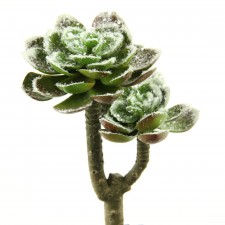 7.25"WHT FRSTD SUCCLENT STM A4