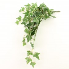 27"HOLLAND IVY HANG.BUSH X6
