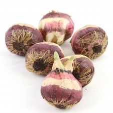 2"MED FLOWER BULB 6/PKG A9