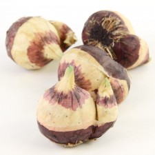 3"DBL FLOWER BULB 4/PKG A9