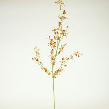 48"BRASSIA ORCHID SPRAY A4
