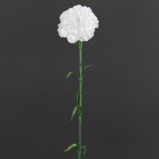 24"CARNATION X1 SNOW WHITE B5