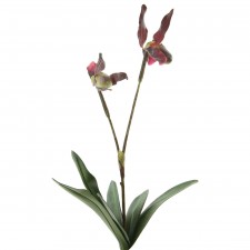 14"LADY SLIPPER X2 W/2FLR A4