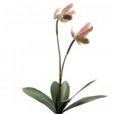 14"LADY SLIPPER X2 W/25FL A6