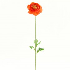 20"RANUNCULUS SPRY ORG B5