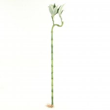 33"LUCKY BAMBOO BRCH A4 B11