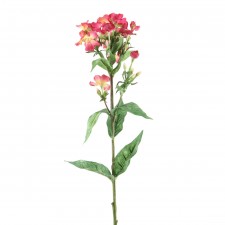 PHLOX SPR W/LVS A4 B14