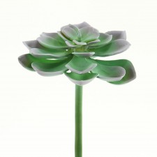 7" GRAPTOPETALUM BELLUM
