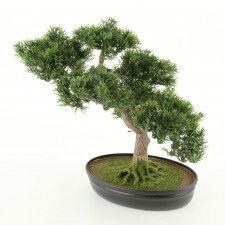 16"NOBLE FIR BONSAI PLAS.POT