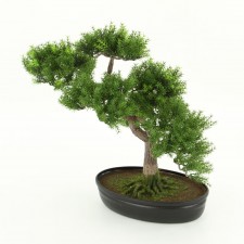 16"SPRENGERI BONSAI PLST.POT