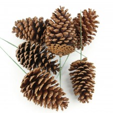 5" PINECONE PICK 6PC/BG