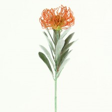 26"PINCUSHION PROTEA SPRAY