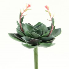 9.5"AEONIUM URBICUM W/2FLWRS