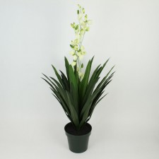 46" DRACAENA PLANT 48LVS POT