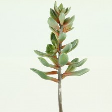 9" DU KALANCHOE GREEN PK