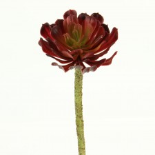 12" AEONIUM PICK