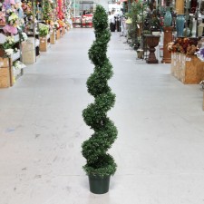 5'MINI TEA LEAF SPIRAL TREE