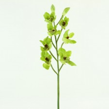 33" SINGLE CYMBIDIUM COATING