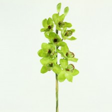 36.5" COATING CYMBIDIUM