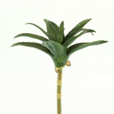 14" ALOE PLANT