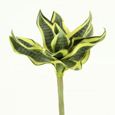 8.5" EVA PLANT