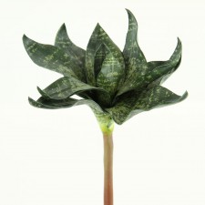 8.5" EVA PLANT