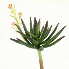 10.5' HAWORTHIA FASCIATA SPRY