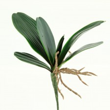 1" ORCHID LEAF W/ROOTS