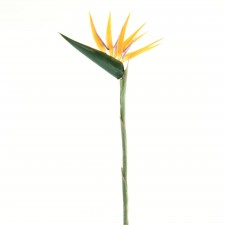 36" BIRD OF PARADISE