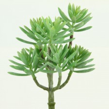 8"ECHEVERIA&SEDUM PLANT BUSH