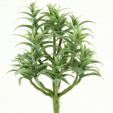9"STAR SUCC/ALOE FEROX BUSH
