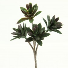 10" ECHEVERIA SPRAY X4