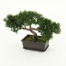 9"CEDAR BONSAI W/DK.BROWN POT