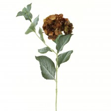 31" HYDRANGEA BROWN